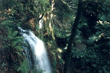 Big Basin State Park